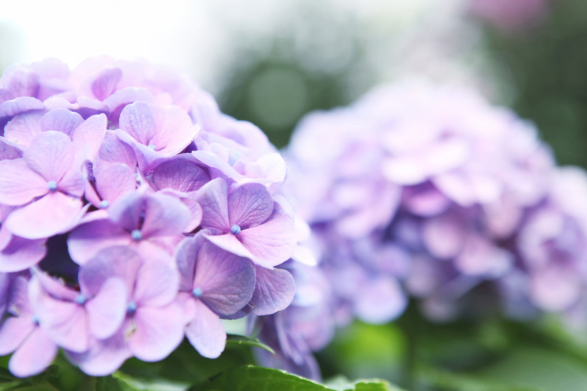 modern-3-piece-aluminium-print-hydrangeas