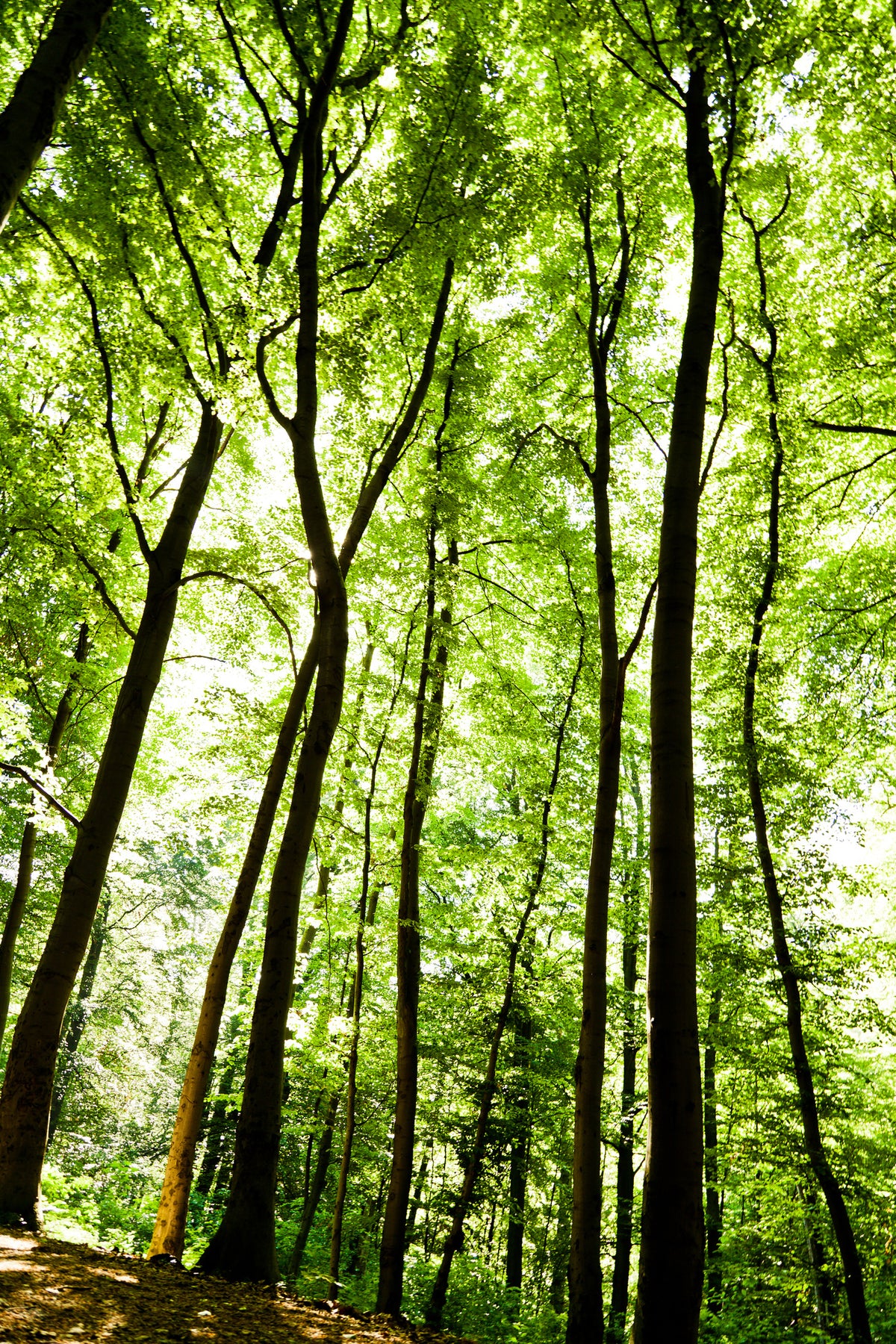 aluminium-print-forest