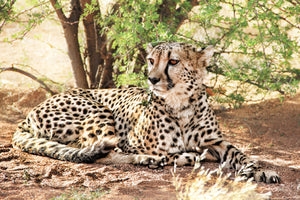 acrylic-print-sun-cheetah