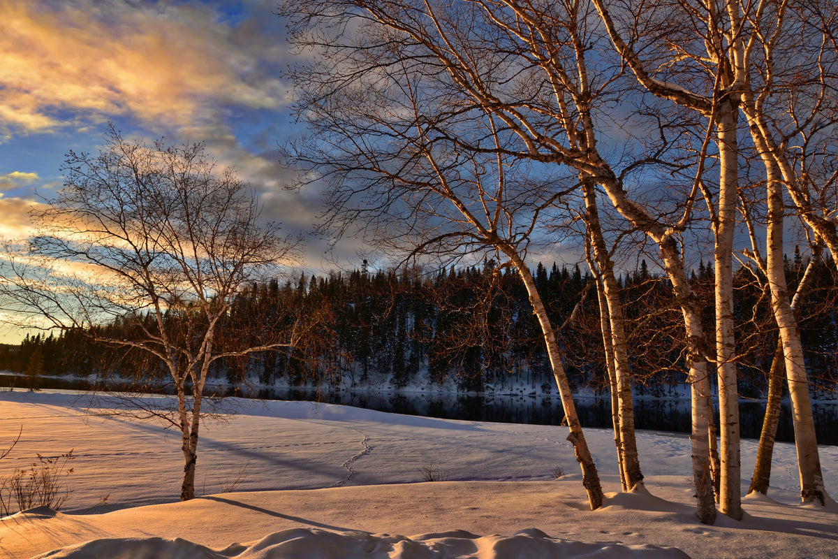 3-piece-canvas-print-birches-in-the-winter