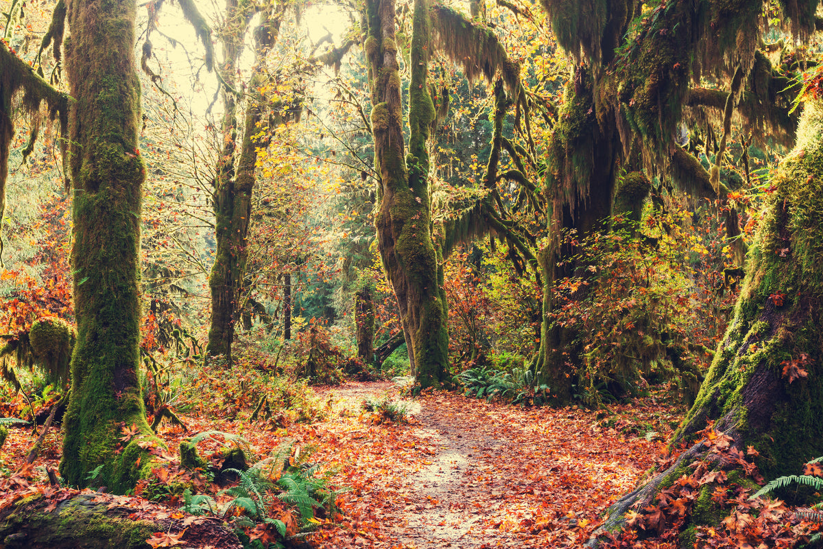 aluminium-print-fairies-forest