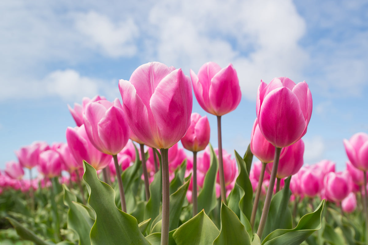 canvas-print-tulip-field-in-pink