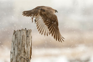 3-piece-aluminium-print-flight-against-the-snowstorm