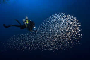 framedposter-print-alvin-shoal