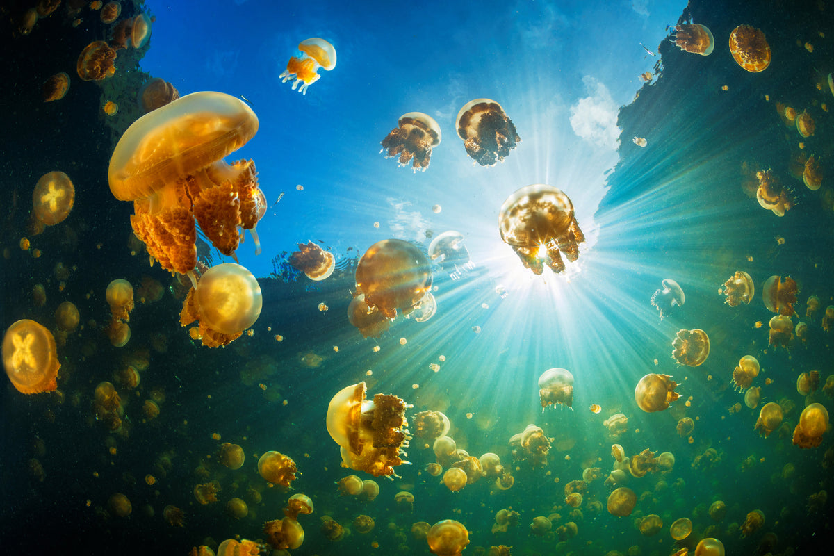 acrylic-print-sunlight-and-jellyfish-x