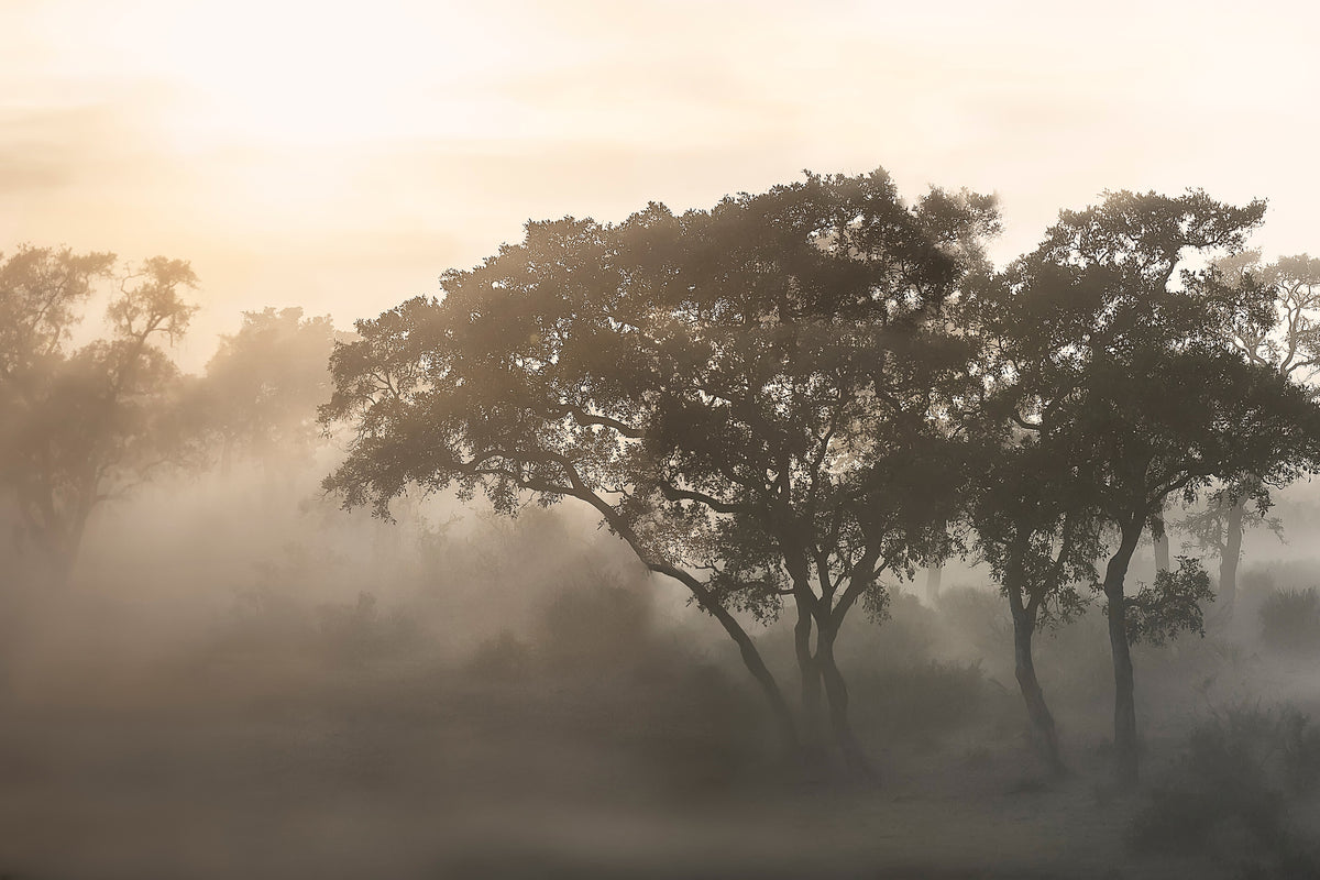 framedposter-print-savana-sunrise-x