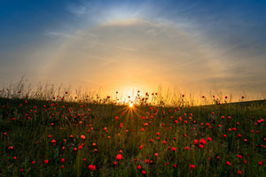 aluminium-print-red-poppies-and-sunrise