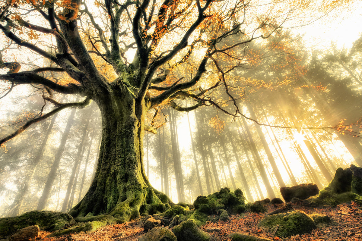 canvas-print-november