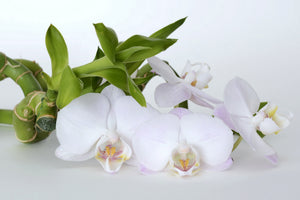 framedcanvas-print-orchid-and-bamboo