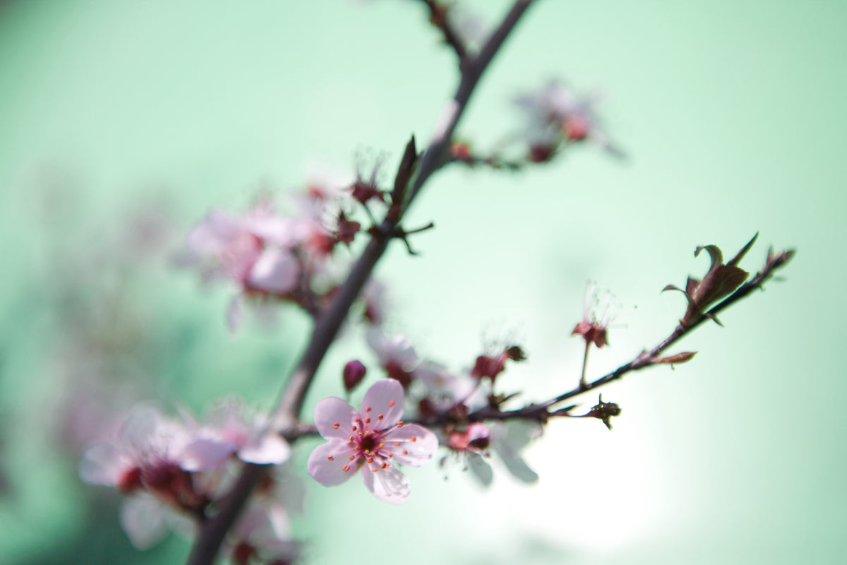 aluminium-print-beautiful-japanese-cherry-blossom