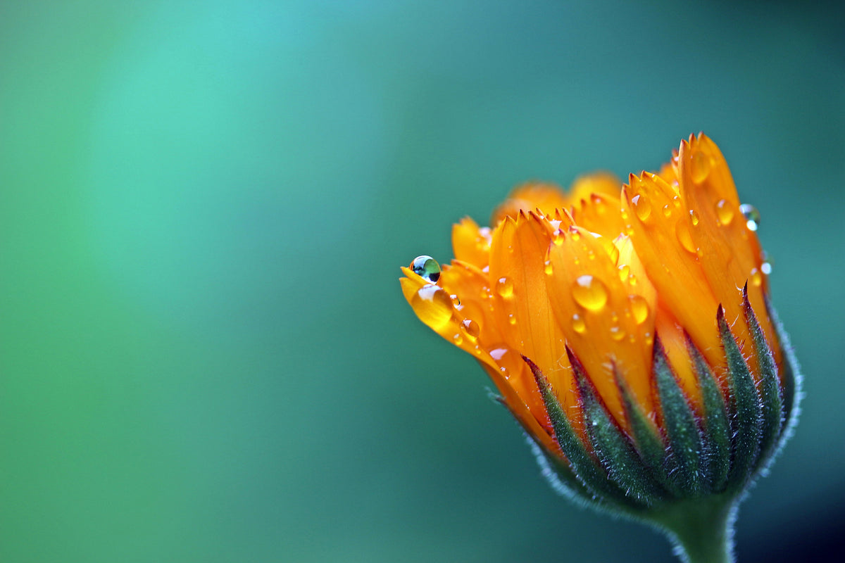 3-piece-acrylic-print-marigold-in-morning-dew