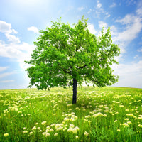 canvas-print-the-tree