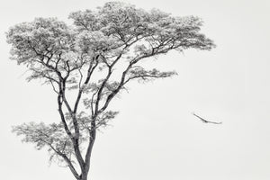 3-piece-aluminium-print-the-african-eagle