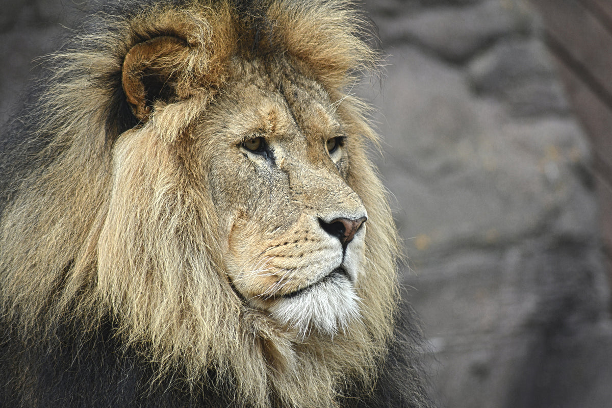 framedposter-print-lion-head-xl