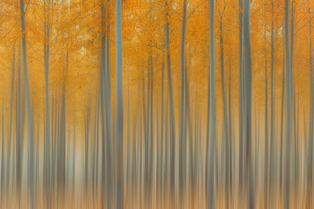 poster-print-autumn-delight-ii