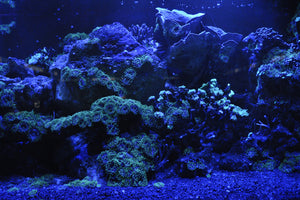 poster-print-coral-reef-in-blue