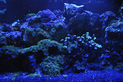 poster-print-coral-reef-in-blue