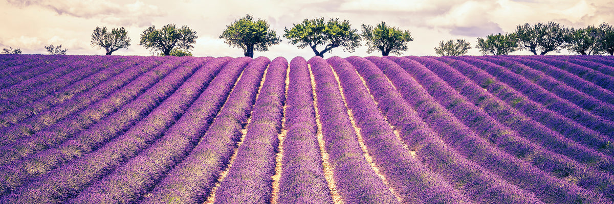 panoramic-aluminium-print-the-lavender-field-ii-panorama