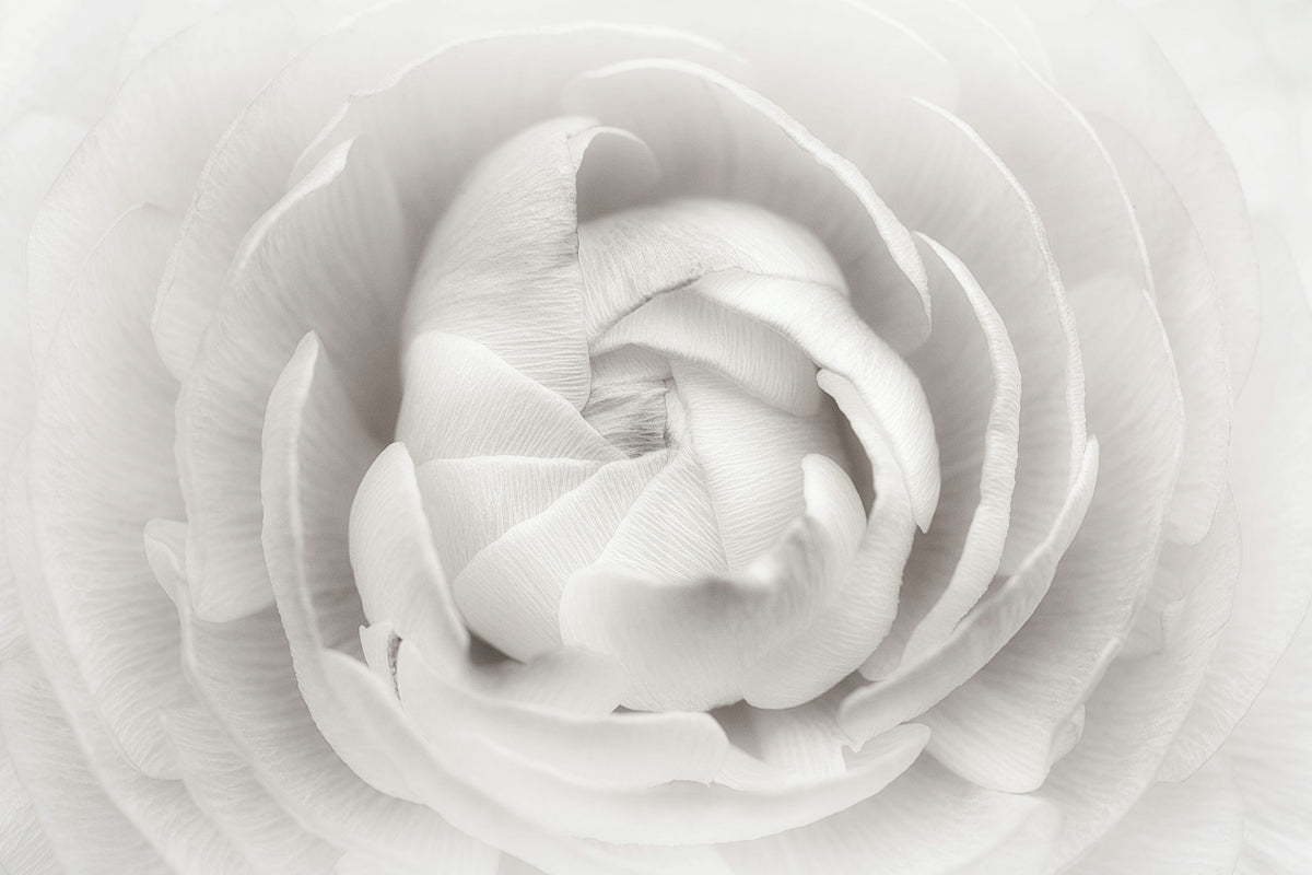3-piece-aluminium-print-ranunculus