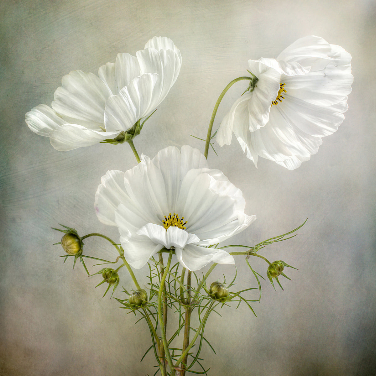 4-piece-aluminium-print-cosmos-charm