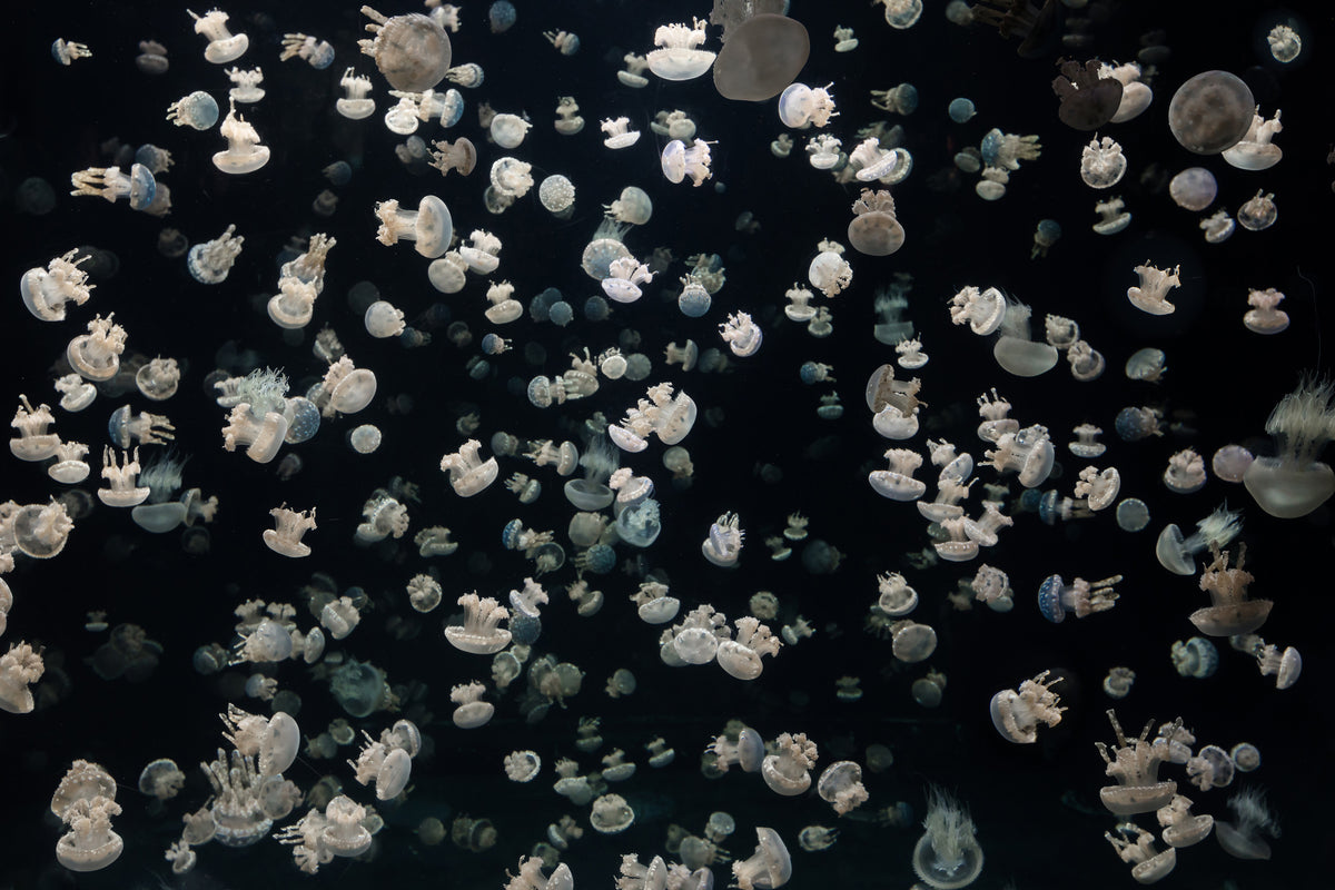 poster-print-just-some-jellies