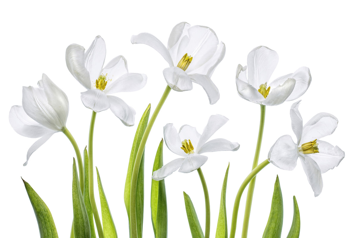 framedcanvas-print-white-tulips-x