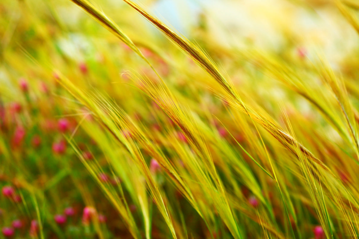 framedcanvas-print-the-wheat-field