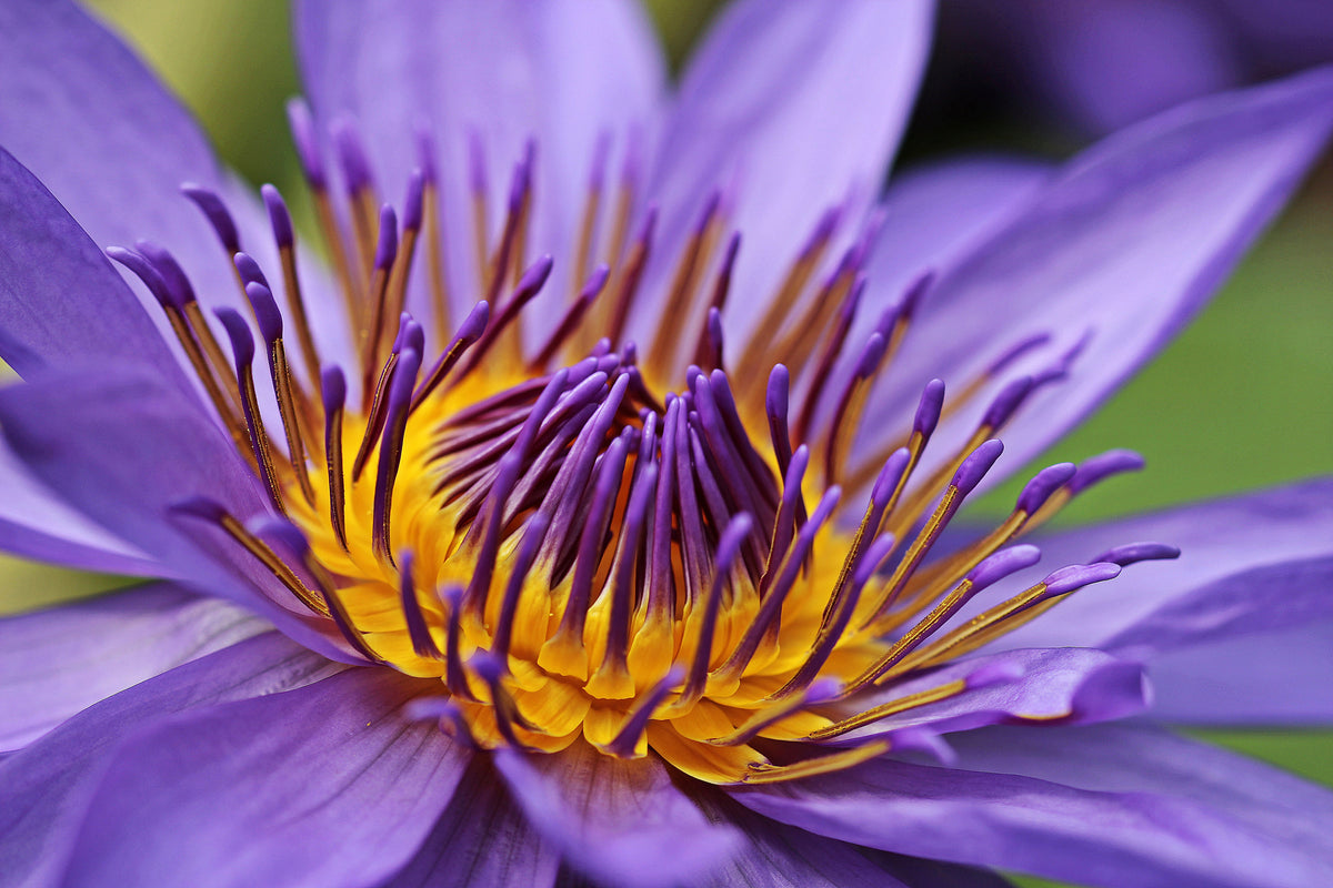 3-piece-canvas-print-xxl-water-lily-in-purple