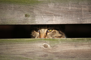 canvas-print-cat-in-hiding