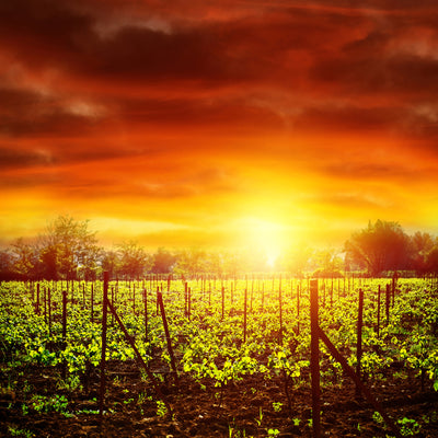 poster-print-the-vineyard-at-sunset