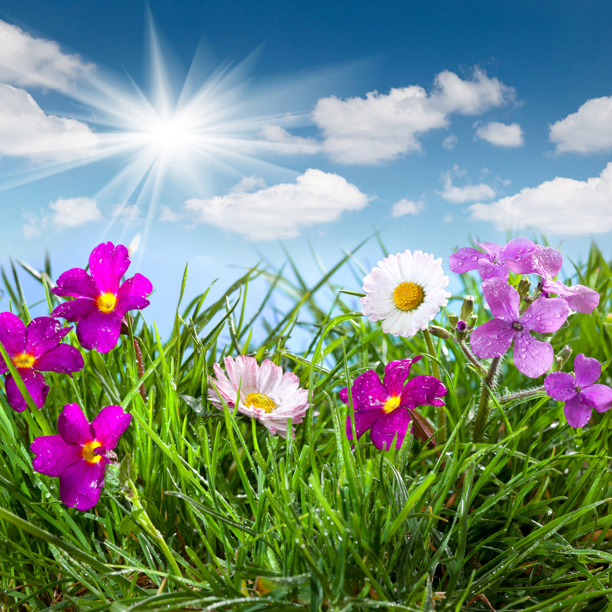 9-piece-acrylic-print-flowering-meadow