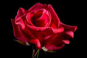 framedcanvas-print-the-flower-of-love