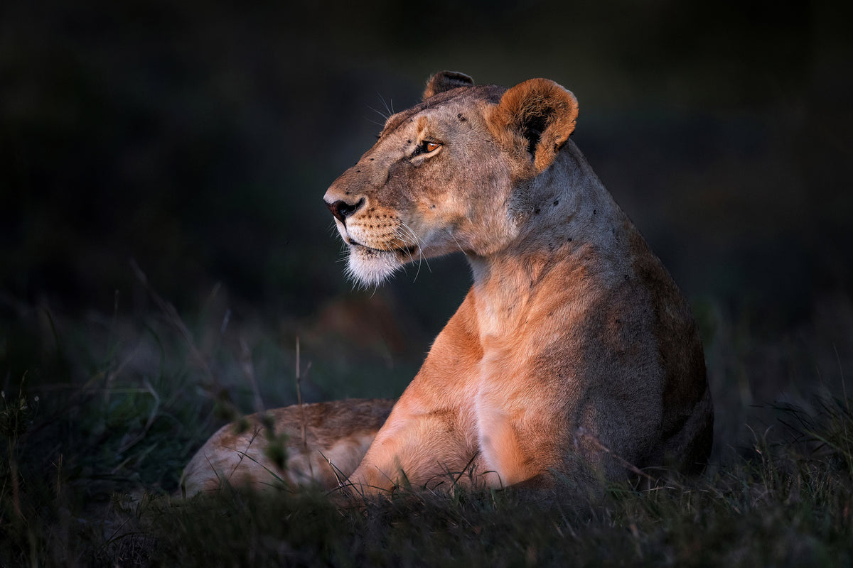 framedcanvas-print-lone-lioness-x