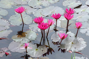 canvas-print-jump-in-the-lily-pond