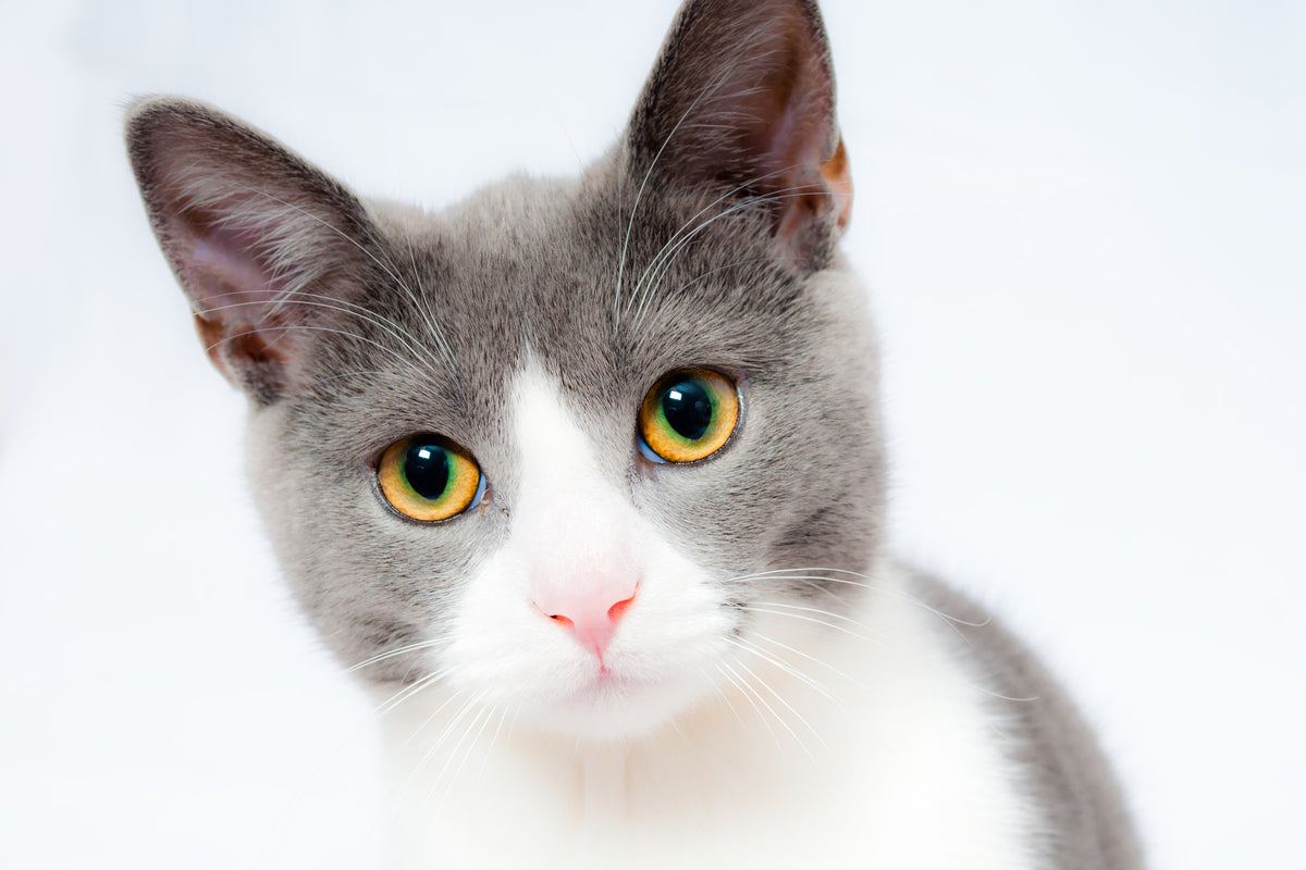 canvas-print-noble-cat