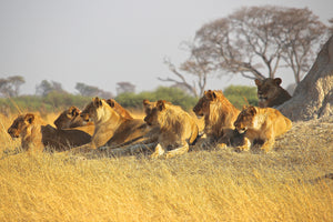 framedposter-print-lion-family