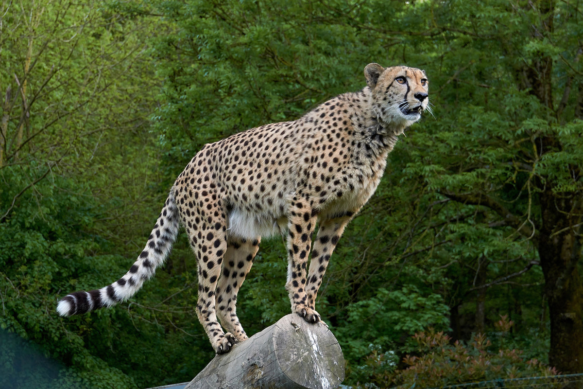 3-piece-acrylic-print-cheetah-on-the-go