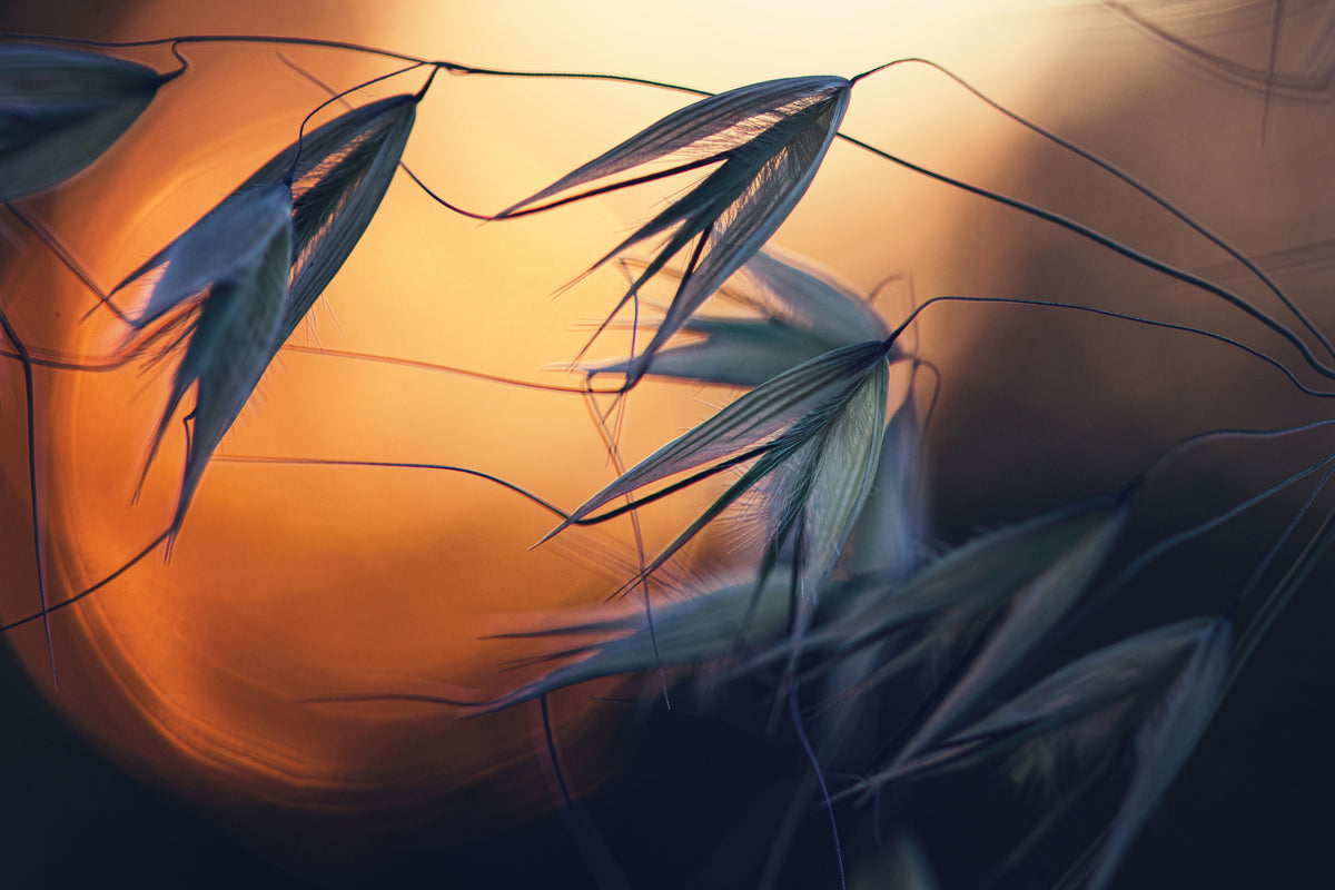 framedposter-print-sunset-p
