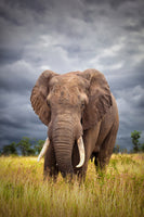 canvas-print-the-big-bull