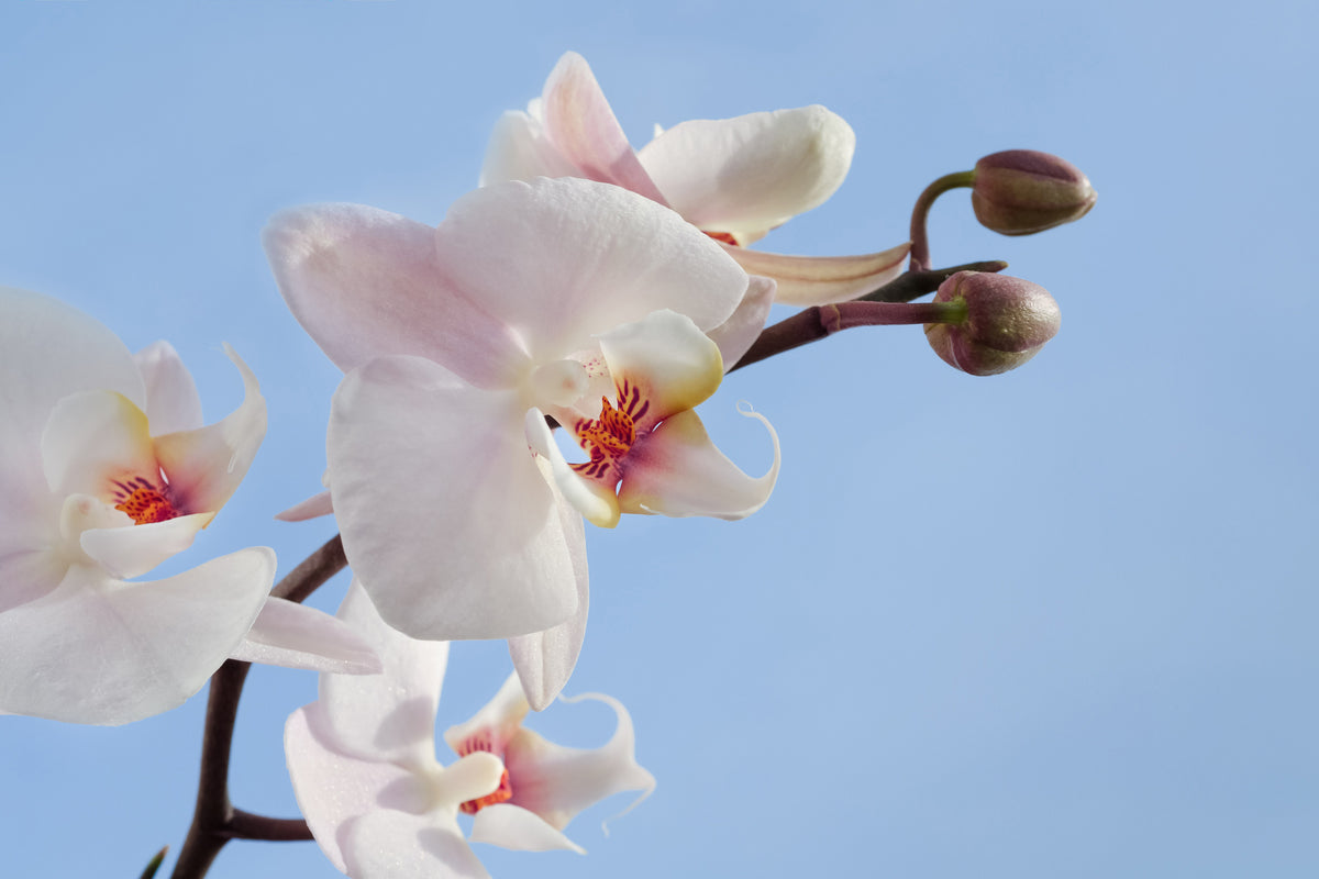 aluminium-print-orchid-in-the-sky