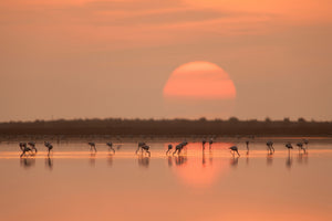 canvas-print-flamingos-at-sunrise-x