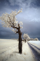 poster-print-irenka