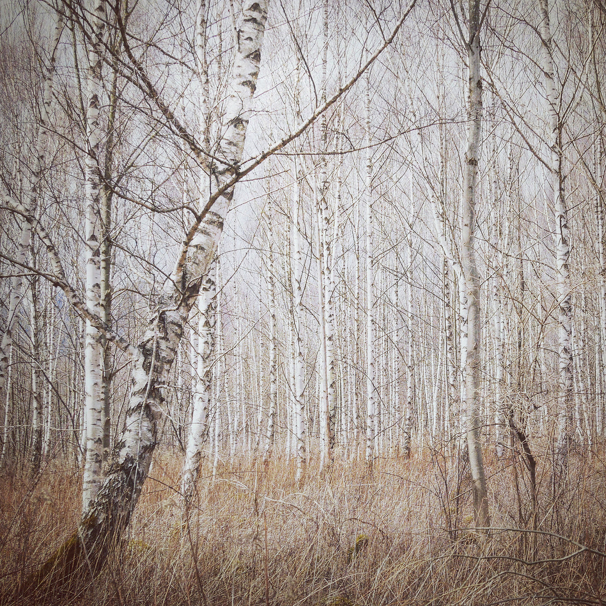 aluminium-print-birch-forest-x