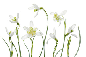 3-piece-acrylic-print-spring-snowdrops