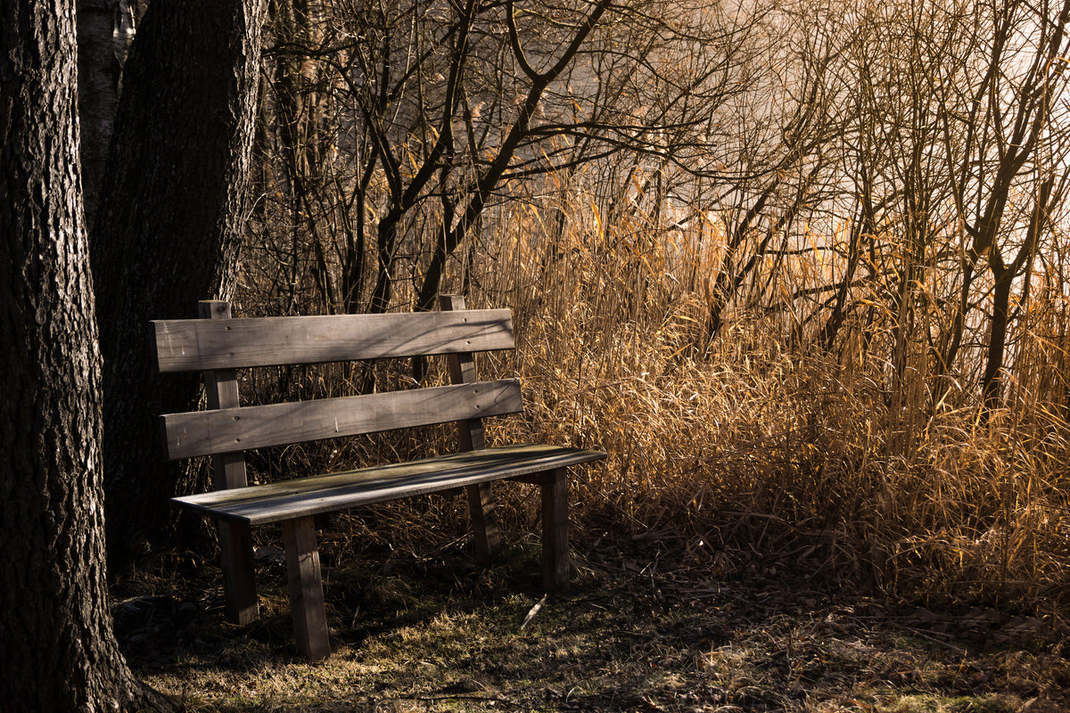 framedcanvas-print-wooden-bench-in-the-forest