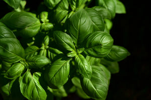 modern-3-piece-canvas-print-basil-in-xl