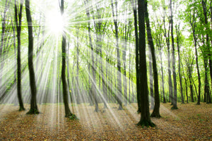 framedposter-print-magic-light-in-the-trees