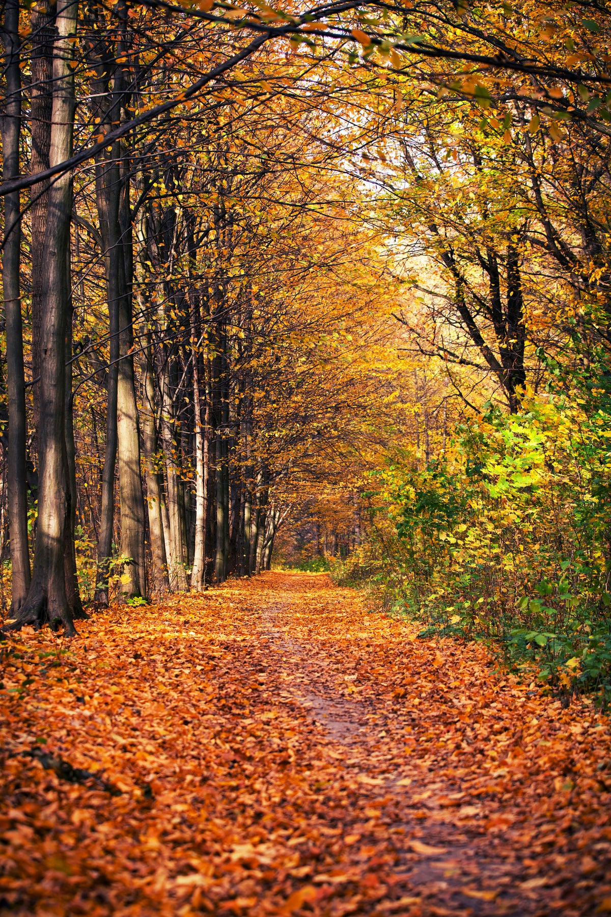framedcanvas-print-deciduous-forest-in-autumn-light