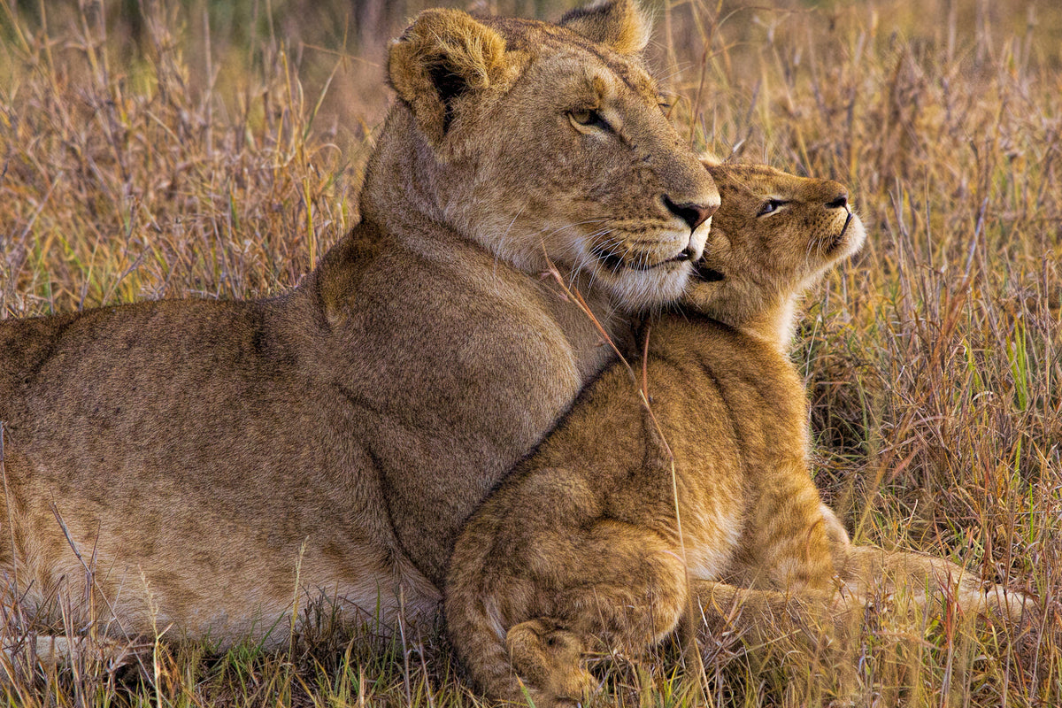 framedposter-print-baby-lion-with-mother-x