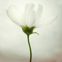 acrylic-print-white-cosmos